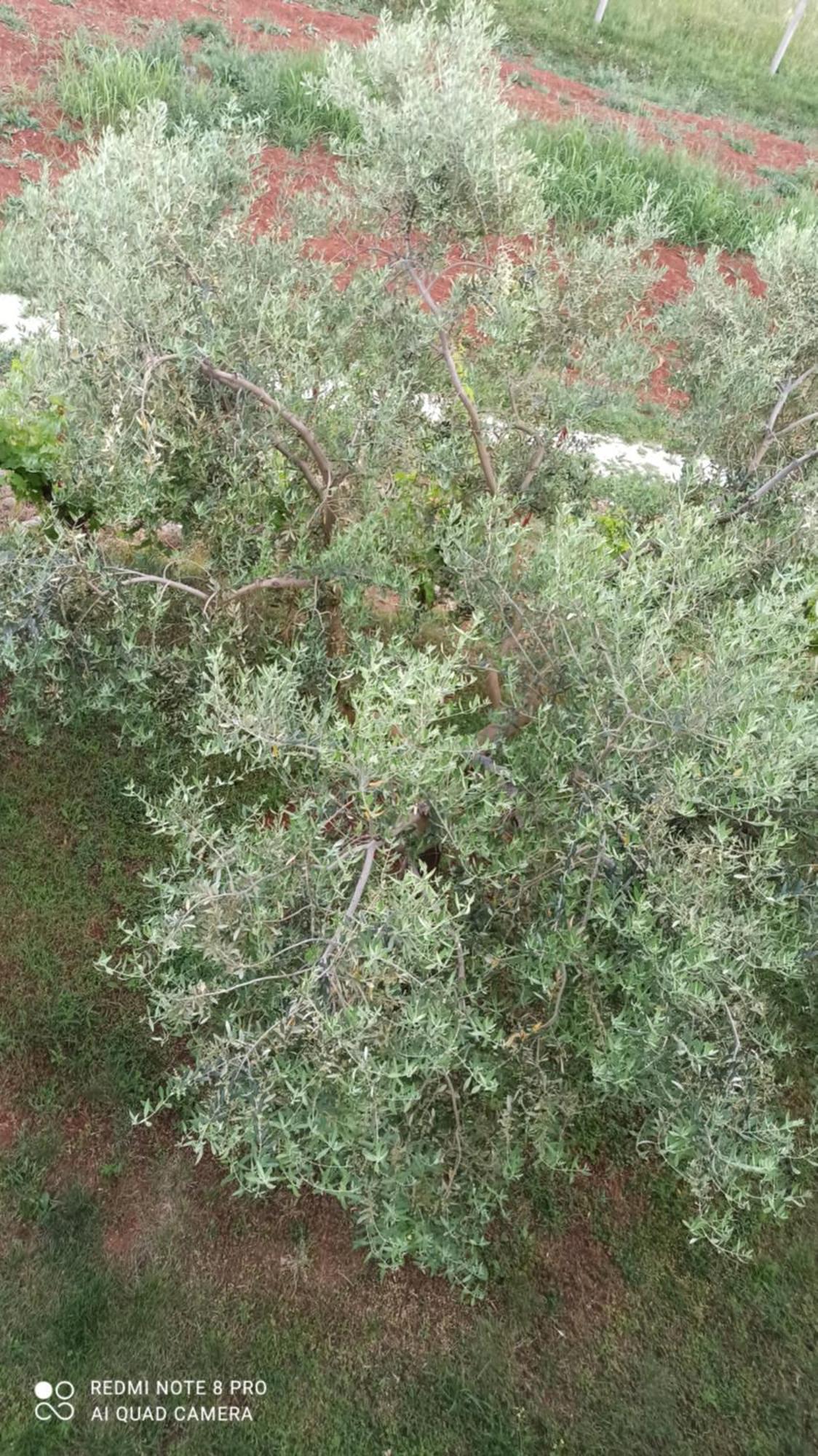 Apartmani Natasa Vrsar Exterior foto